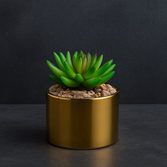 Gold Aura Succulent